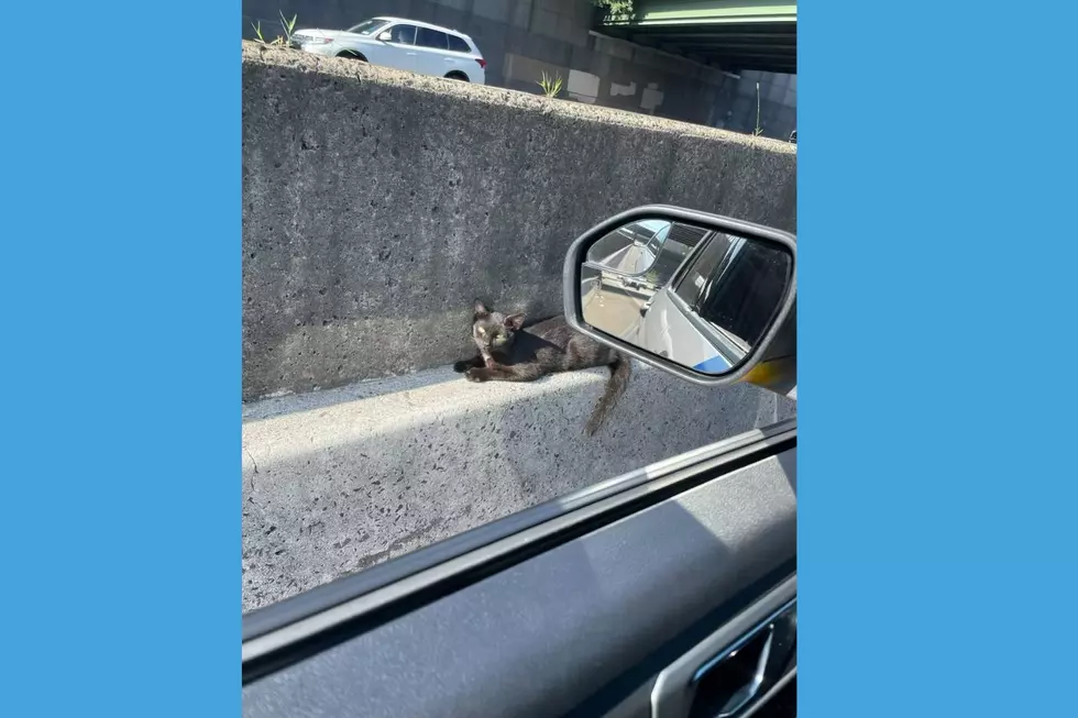 Conan, the cat was rescued from a terrifying situation after being trapped on a median of busy Route 280 in Newark (Ramapo-Bergen Animal Refuge)