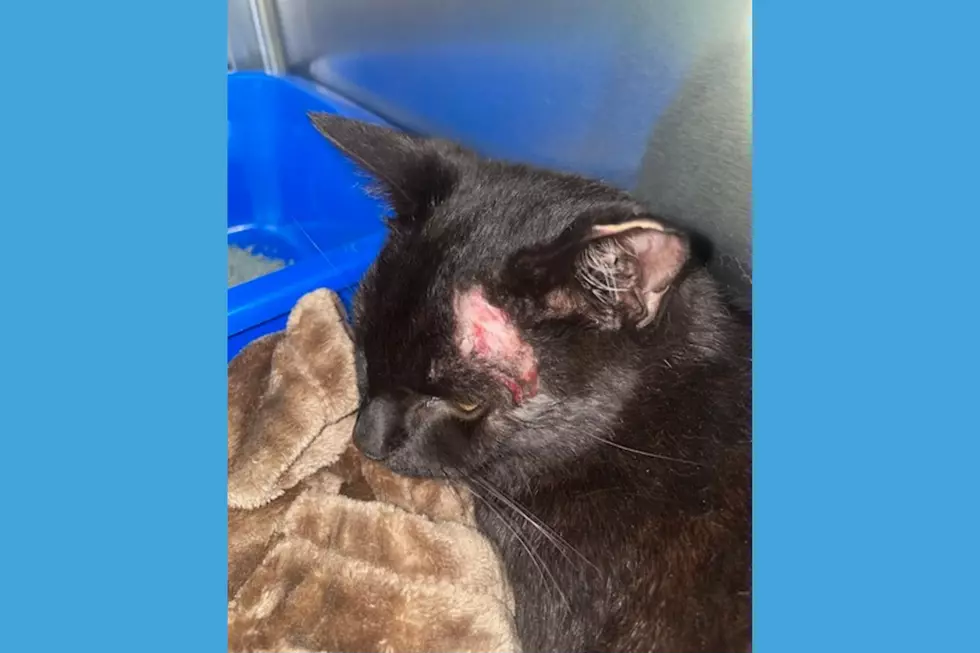 Conan, the cat was rescued from a terrifying situation after being trapped on a median of busy Route 280 in Newark (Ramapo-Bergen Animal Refuge)