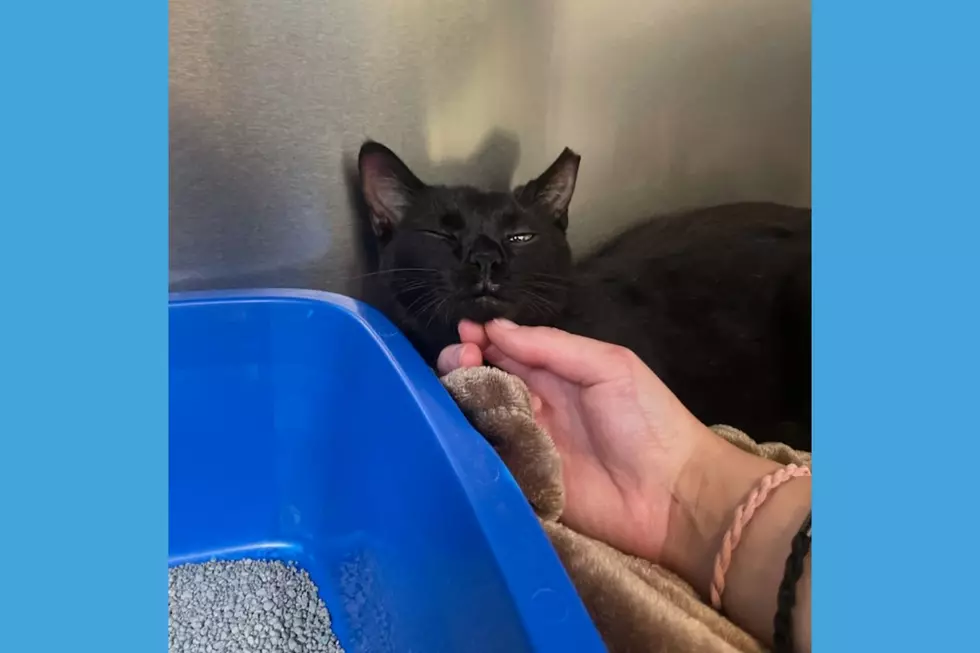 Conan, the cat was rescued from a terrifying situation after being trapped on a median of busy Route 280 in Newark (Ramapo-Bergen Animal Refuge)