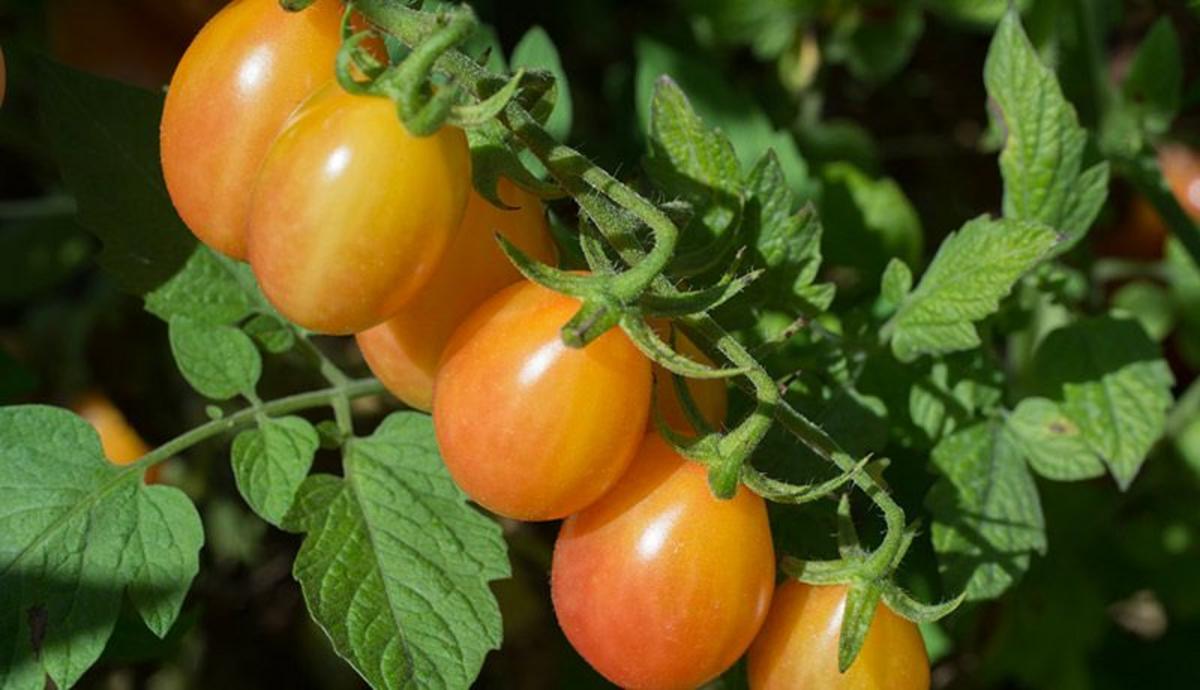 Rutgers just created the sweetest tomato in New Jersey history