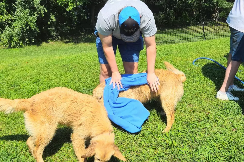 Dogs getting toweled off at Camp Goldie (Jen Ursillo)