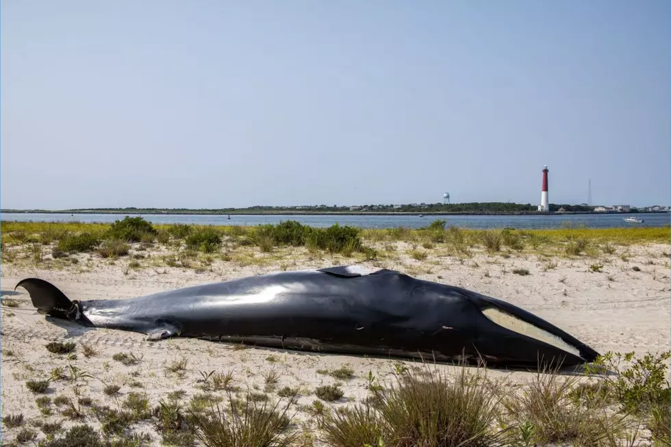 Whale was thin when it collided with a boat in Barnegat Bay, necropsy shows
