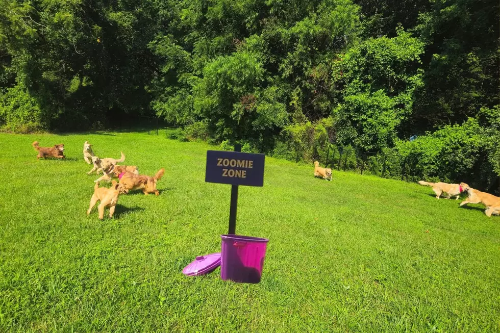 The Zoomie Zone at Camp Goldie (Jen Ursillo)
