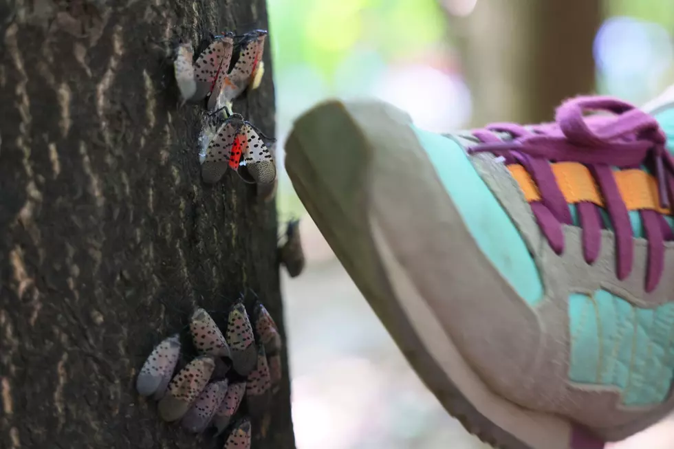 Lantern Flies