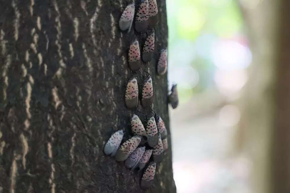 Lantern flies