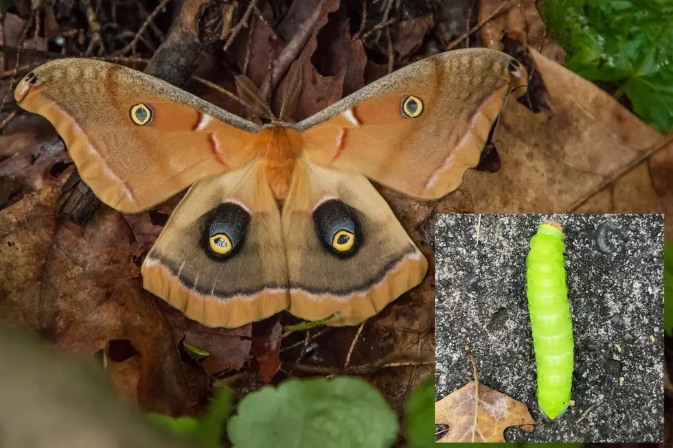 Polyphemus moth in New Jersey - adult versus caterpillar comparison