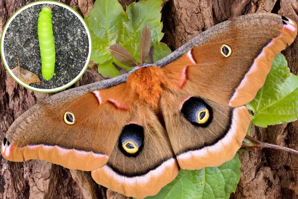 Polyphemus moth in New Jersey - caterpillar comparison
