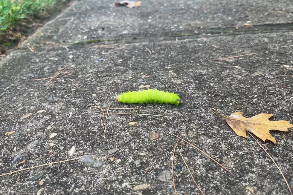 Polyphemus moth in New Jersey - Caterpillar crossing a sidewalk