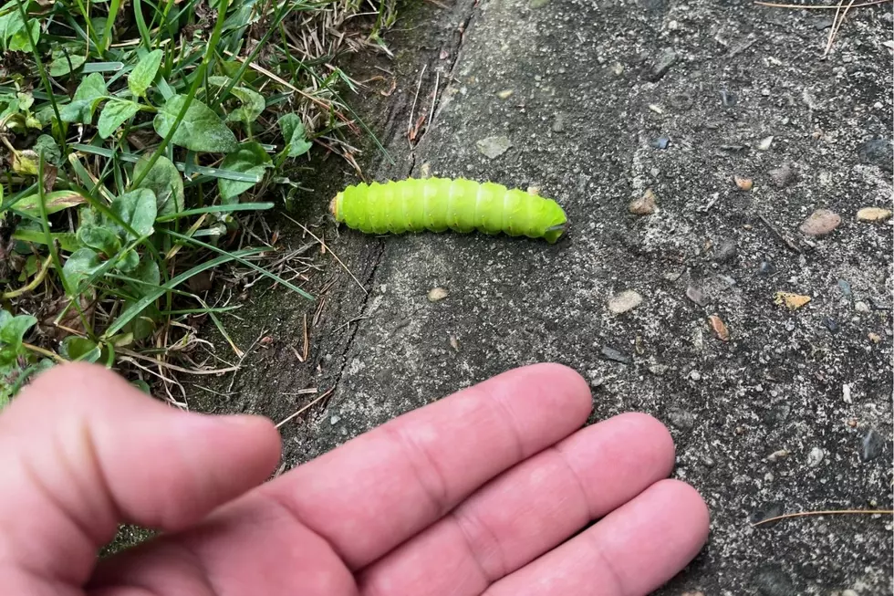 Polyphemus moth in New Jersey - caterpillar size compared to a human hand