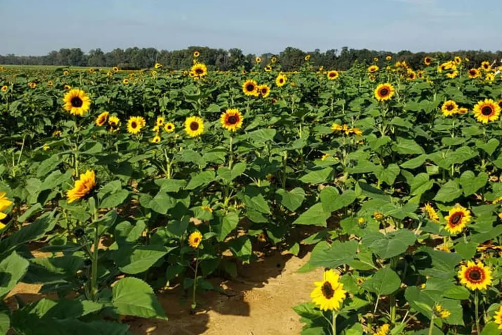 Holland Ridge Farms (Jen Ursillo)