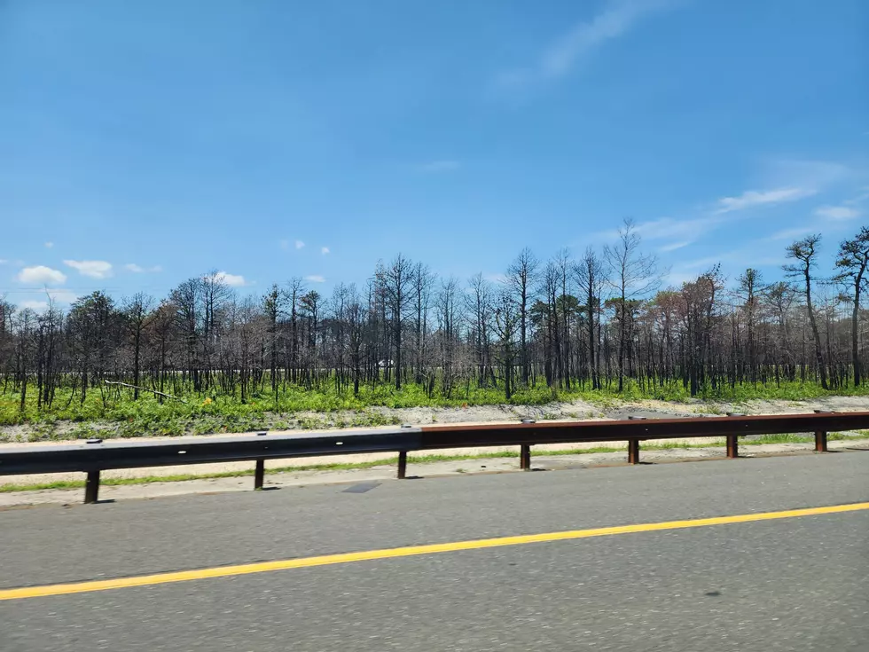 The Jones Road burn scar is very noticeable along both sides of the northbound and southbound Garden State Parkway in Lacey Township, N.J. (Dan Zarrow, Townsquare Media)