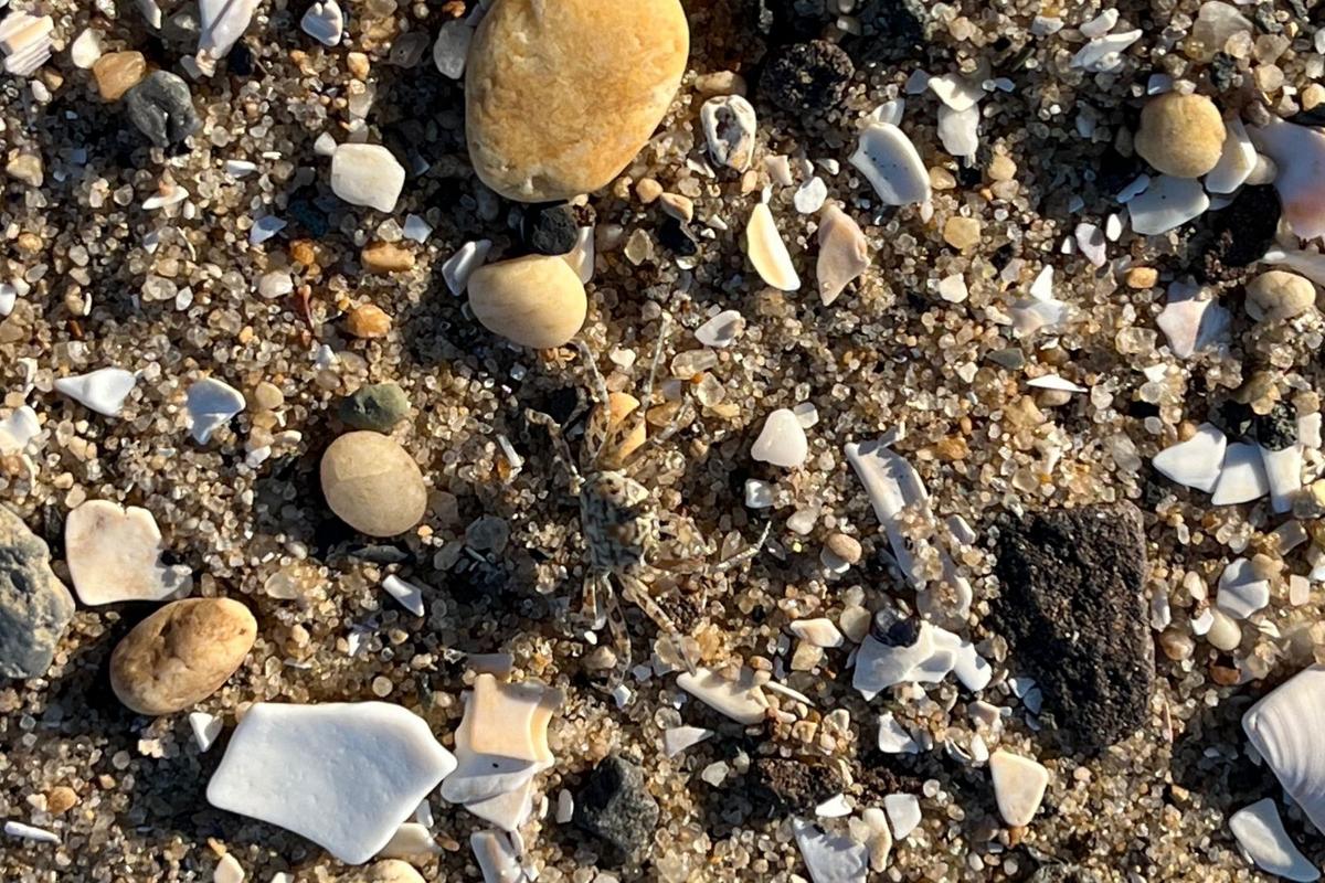 Hidden crabs on NJ beaches that you might accidentally step on