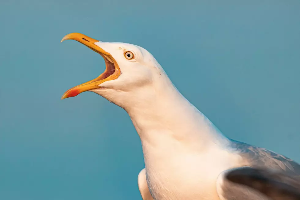 Seagull
