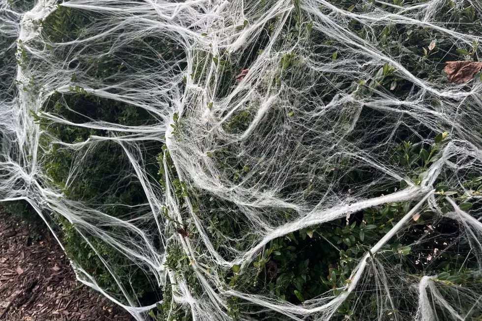 Why some NJ homeowners are rethinking fake Halloween spiderwebs