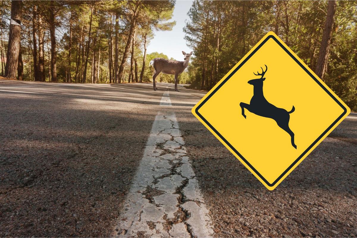 Deer season chaos: Why New Jersey drivers are slamming the brakes this fall