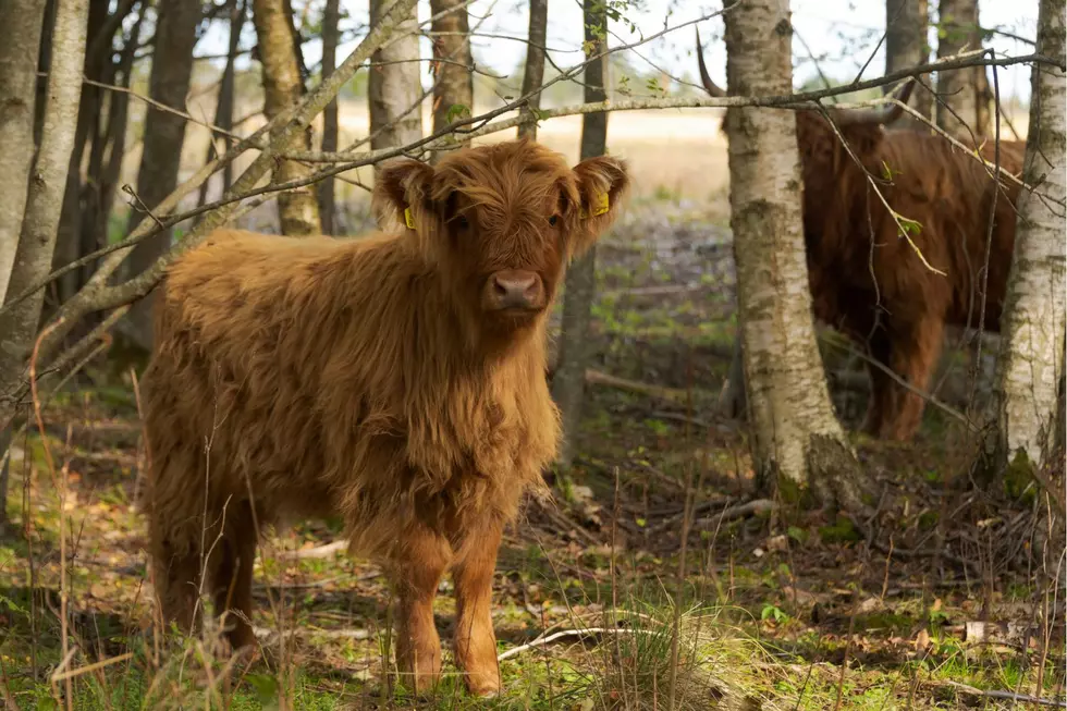Cows