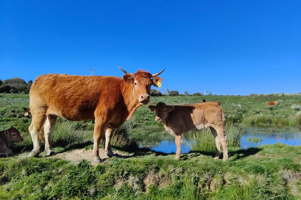 Cows