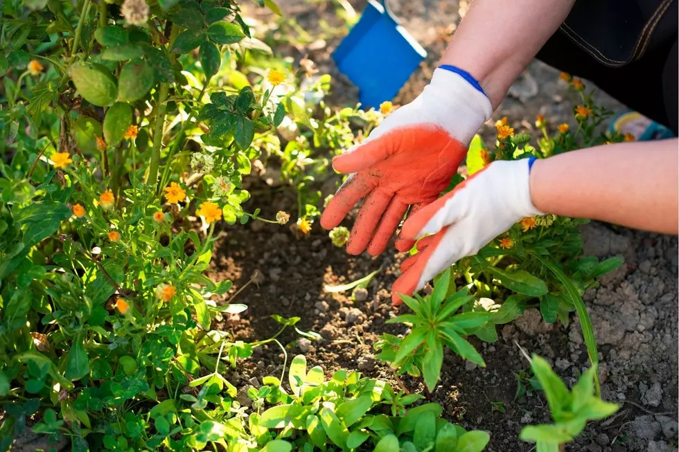Fertilizer