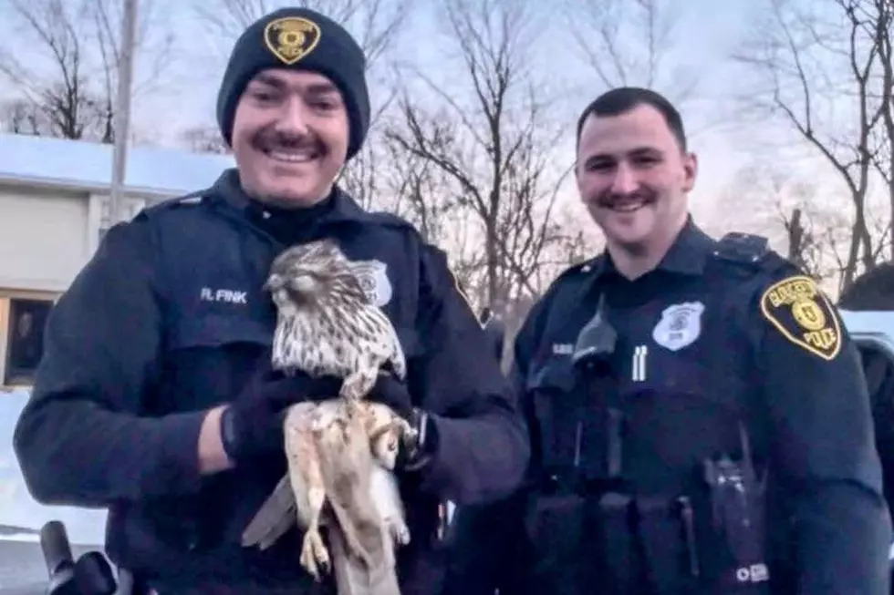 Hank the red-tailed hawk was rescued by Gloucester Township police after it flew through someone's window (GTPD via Facebook)
