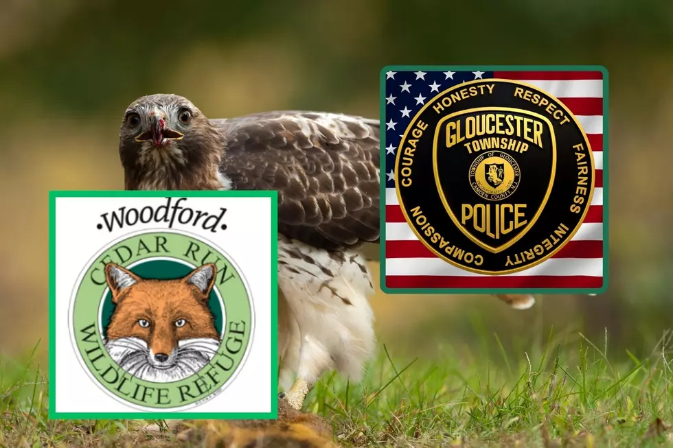 Hank the red-tailed hawk was rescued by Gloucester Township police after it flew through someone's window (GTPD and Woodford Cedar Run Wildlife Refugevia Facebook)