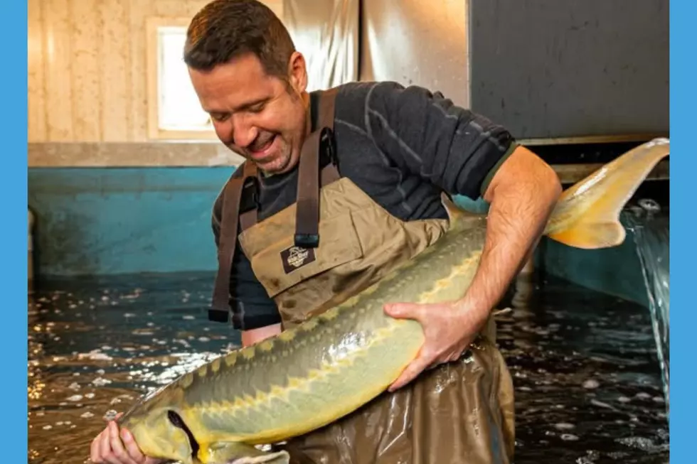 Dr. Septimiu Pasitu and a 7 year old sturgeon at King Caviar Farms, Swedesboro (King Caviar Farms)