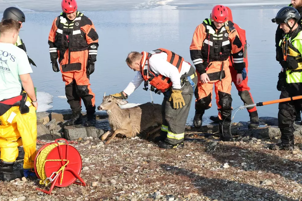A deer had to be rescued after it fell through the ice on the Shrewsbury River in Oceanport (Port-Au-Peck Chemical Hose Volunteer Fire Co.