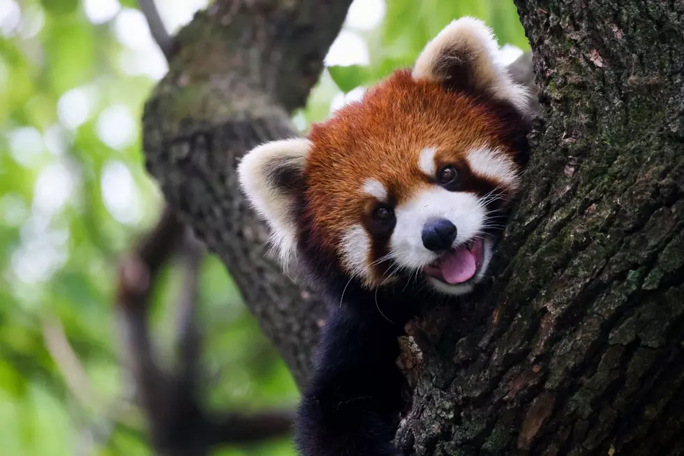 Red Panda