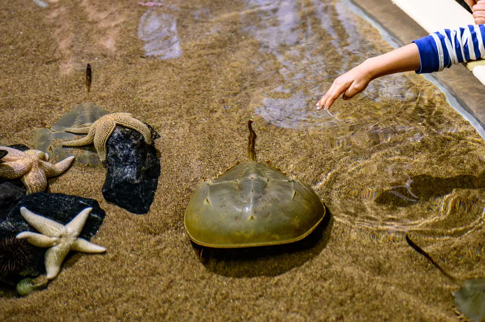 Adventure Aquarium
