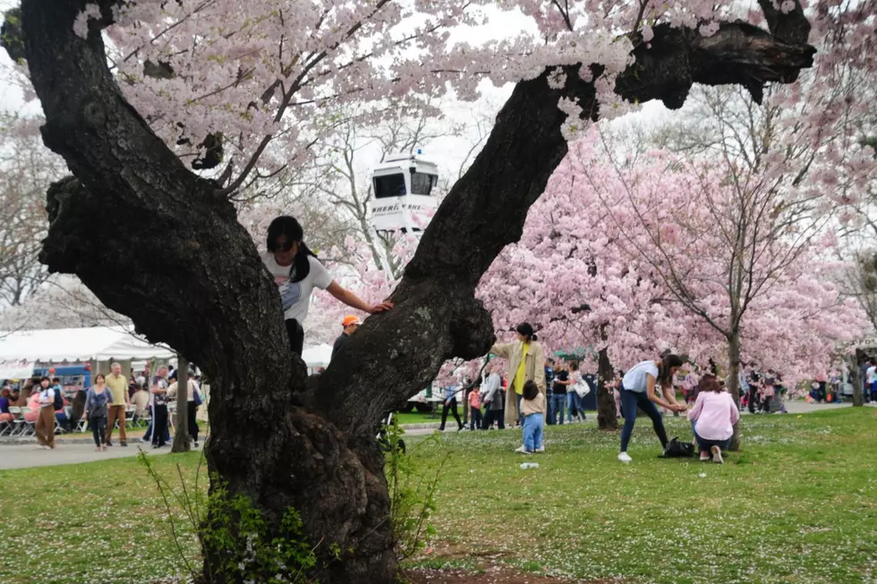 Essex County Cherry Blossom Festival at Branch Brook Park in Newark (Glen Frieson)