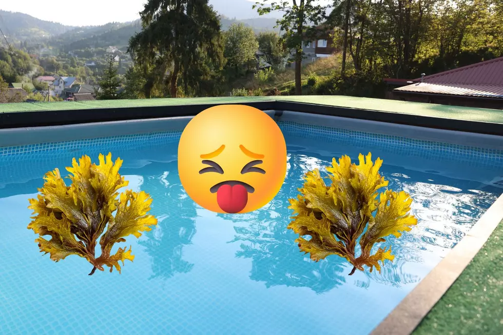 Algae growth can ruin pool season in NJ (Canva)