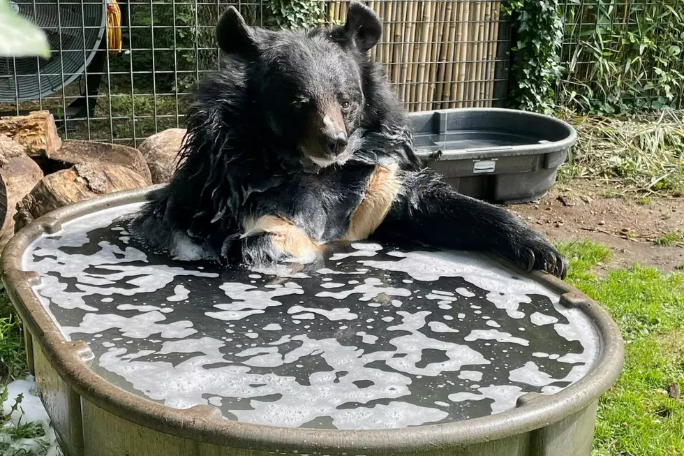 Holly, the oldest bear in human care as entered hospice care at Cohanzick Zoo in Bridgeton, and passed away on Wednesday (Cohanzick Zoo via Facebook)