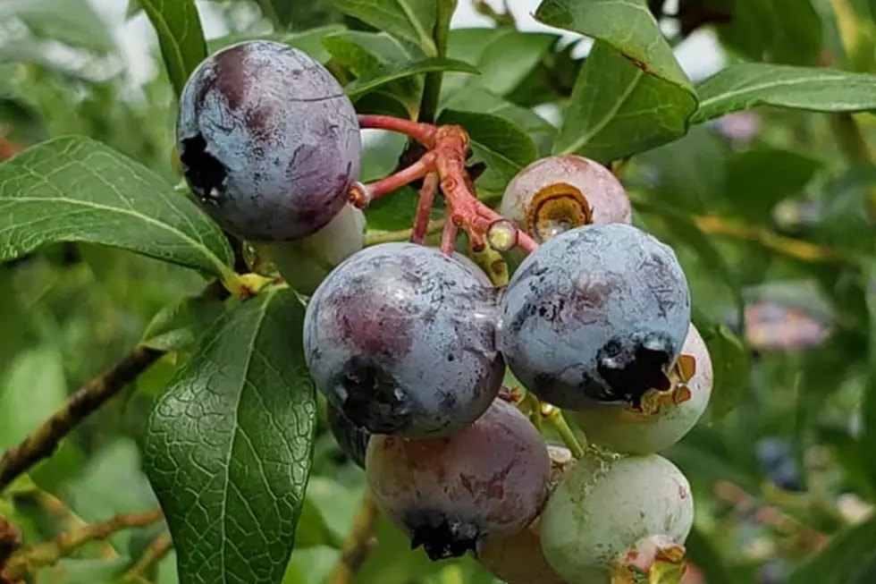 Blueberries at Emery Farms in New Egypt, NJ (Jen Ursillo)