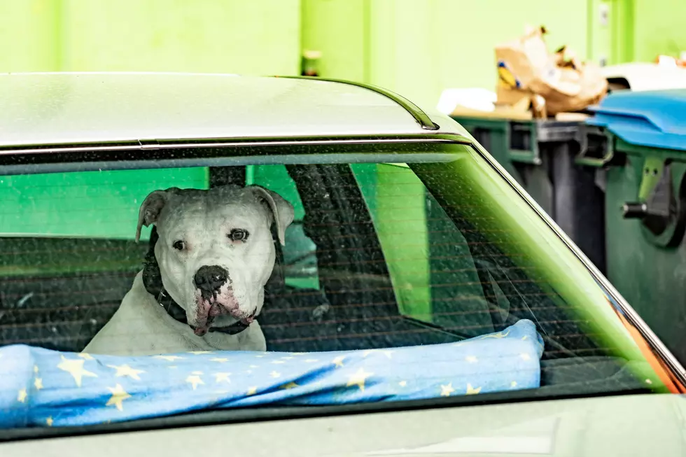 Idiot mom who left baby in hot car with pit bull must be jailed