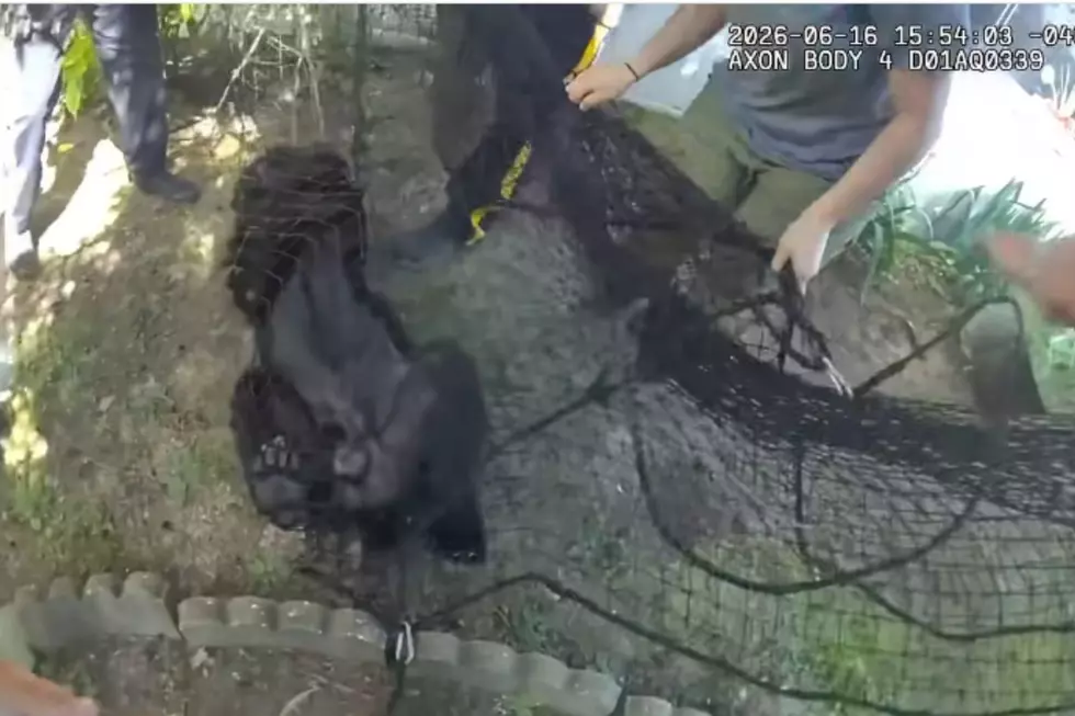 bear 3 - 1