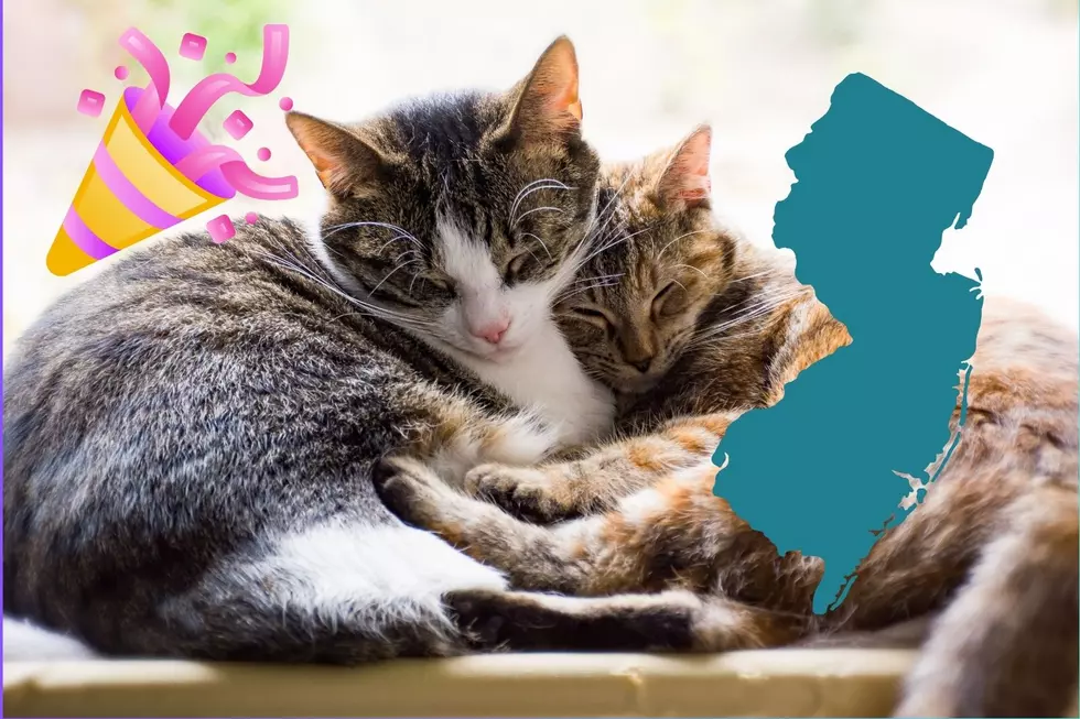 Garden State Cat Expo (Canva)