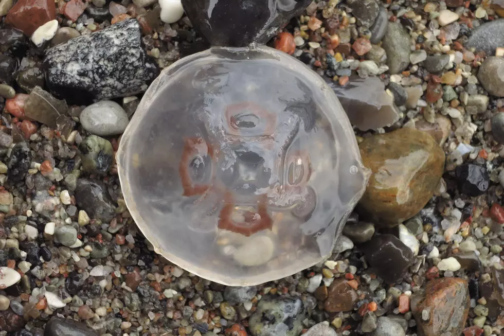 Jellyfish | (Photo by Sean Gallup/Getty Images)