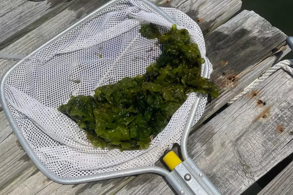 Clinging jellyfish cling or hang on to sea lettuce, eel grass or floating algae in back bay waters of New Jersey (Paul Bologna)