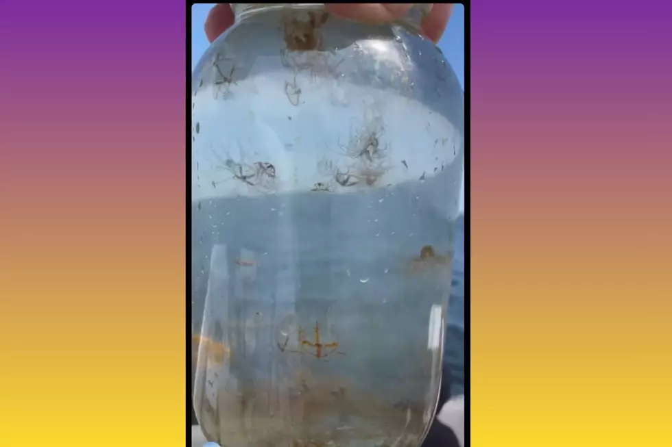 Clinging jellyfish can be found in back bays and estuaries in New Jersey from Shrewsbury to Cape May this summer (Paul Bologna)