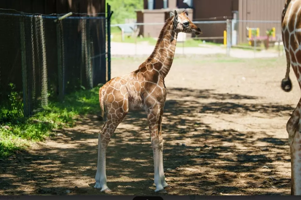 New baby animals and after-dark thrills transform NJ’s biggest theme park