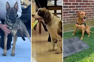 Why were charges filed in one NJ K-9 death &mdash; but not another?