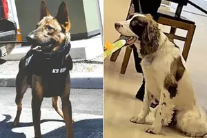 PETA wants Salem County to end K-9 program after deaths