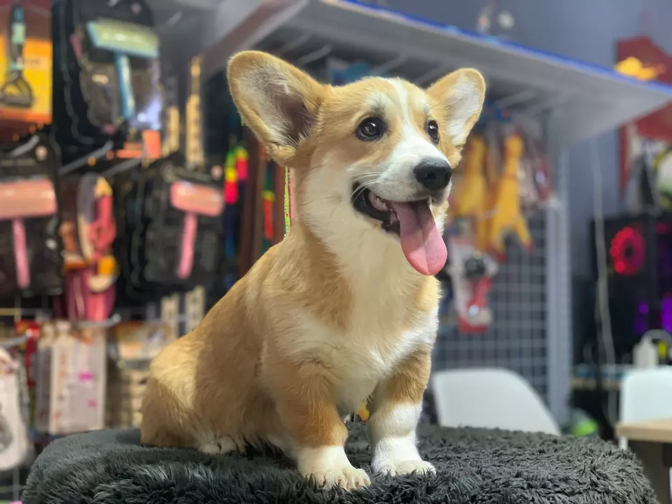 Trenton says it’s protecting animals — but these NJ pet stores could disappear