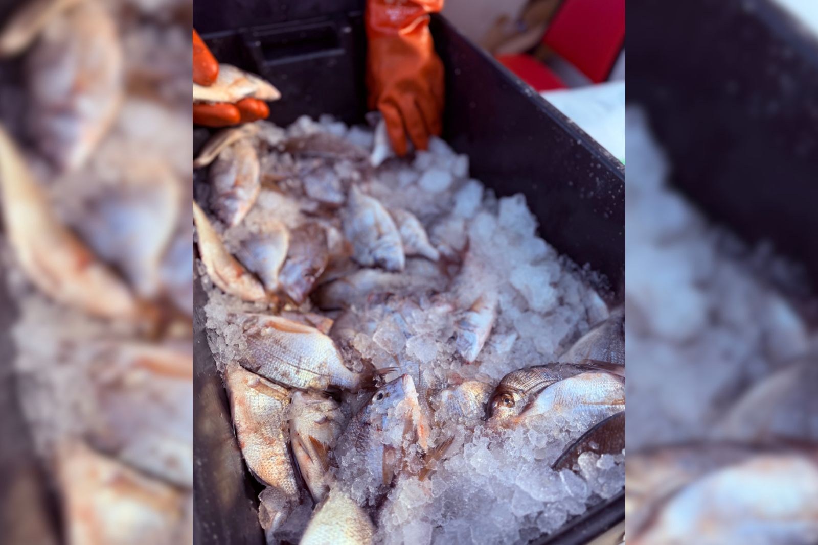 Fresh seafood being sorted and packaged for donation to New Jersey food pantries through a commercial fisherman's gleaning program.