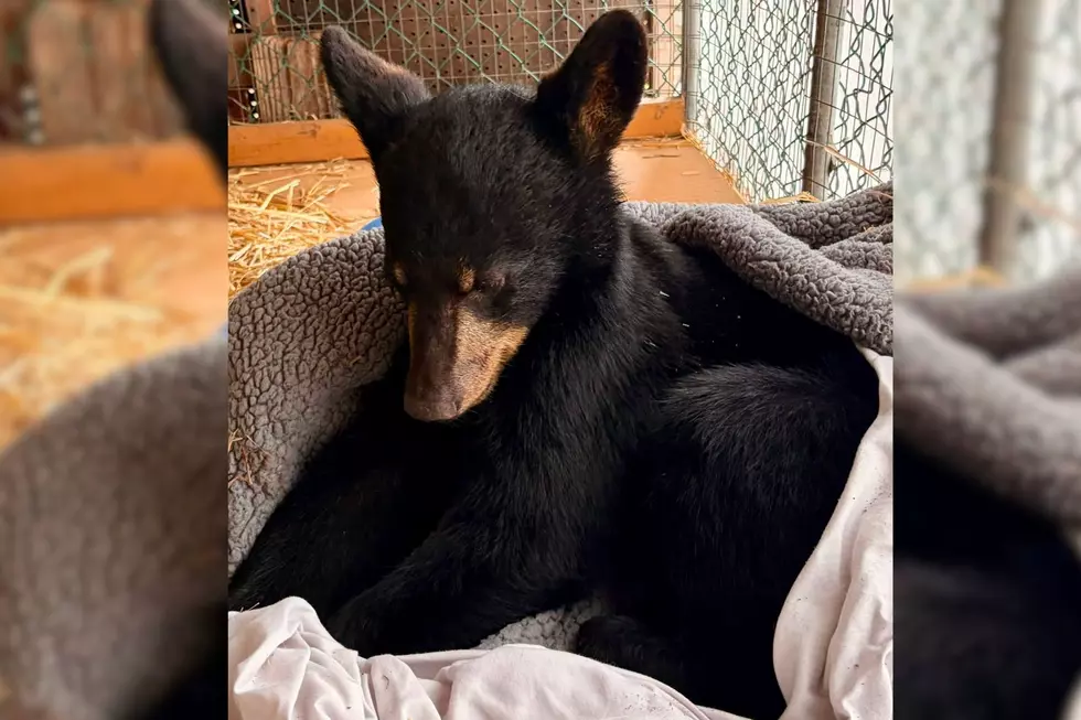 Aurora the bear cub at Woodlands Wildlife Refuge (Credit: Woodlands Wildlife Refuge via Facebook)