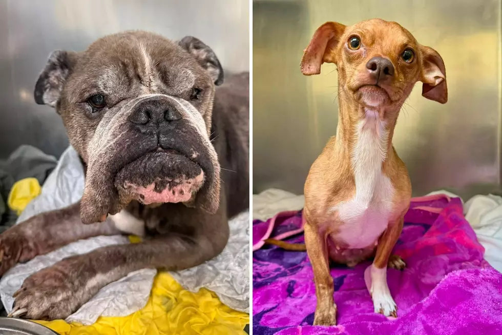 Left to suffer in NJ heat: Two abandoned dogs spark outrage as owner is identified