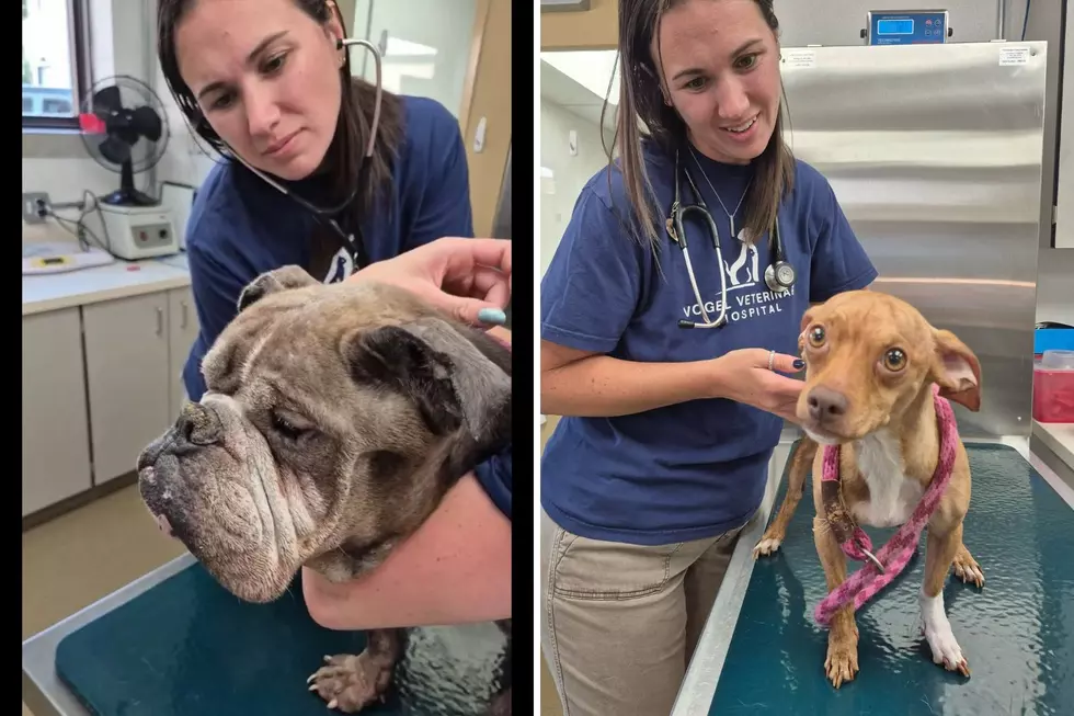 An elderly bulldog and a tiny chihuahua were found tied to a bench outside the Monmouth County SPCA in Eatontown (MCSPCA via Facebook)