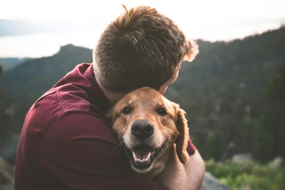 A pet tax credit sounds compassionate — but it could hurt the animals it’s meant to help