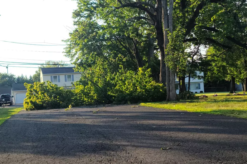 A fallen tree on Walters Avenue at Eggers Crossing Road in Ewing Sat., July 4, 2026