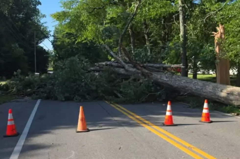 Fallen tree in Jackson Sat. July 4, 2026