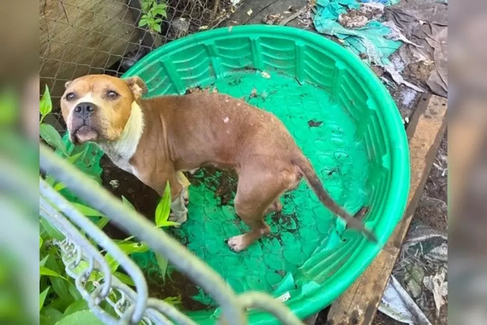 Eight kittens and two pit bulls were found living in deplorable conditions, plus one deceased dog in Neptune and the property owner has been charged (Monmouth County SPCA)
